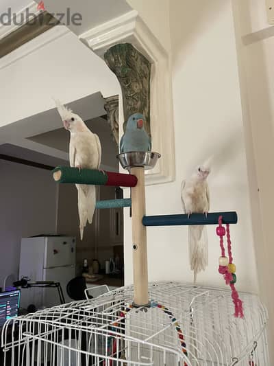 two albino cockatiels very calm don’t bite