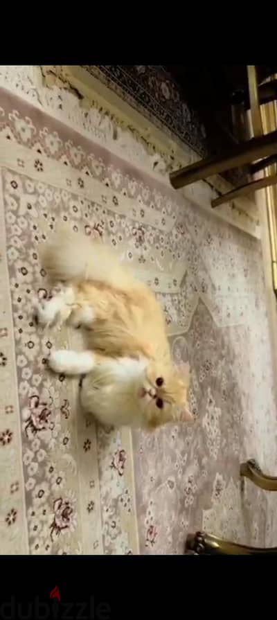 قطط بيرشن