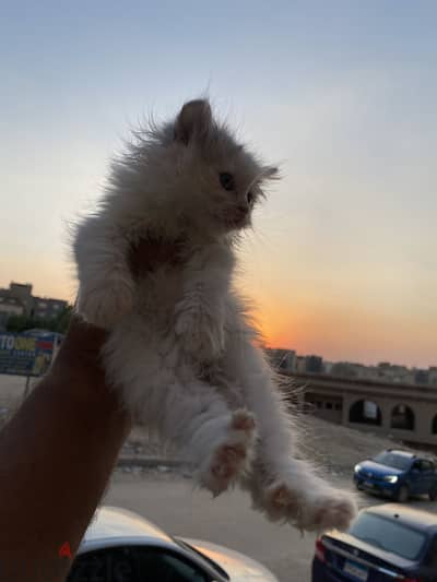 قطط شيرازي