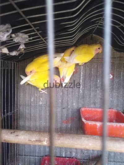 روز لتيني