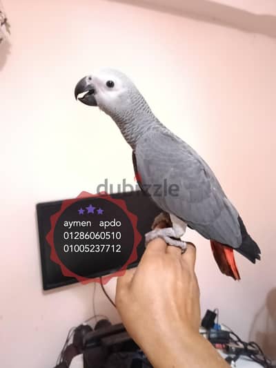 زنجباري