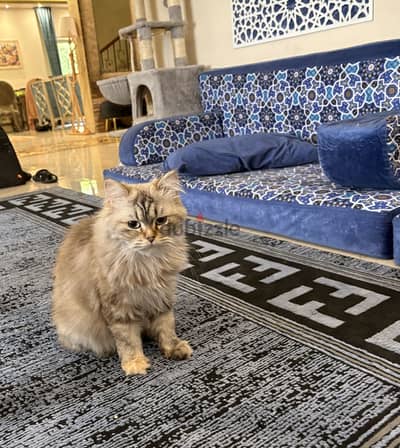 Pregnant Himalayan Cat حامل قطه هيملايه