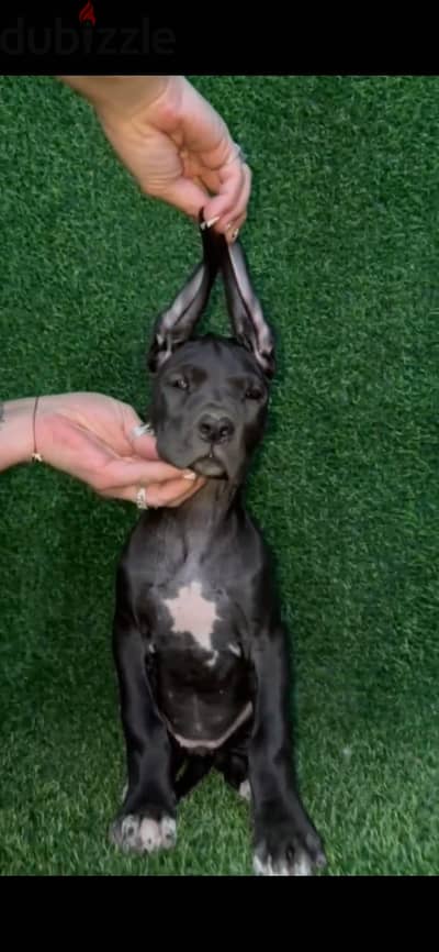 Great Dane puppies females from Russia