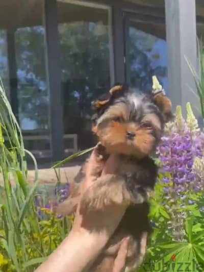 Yorkshire terrier puppy male from Russia