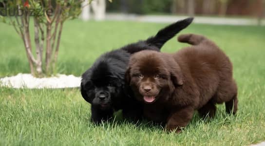 Newfoundland puppies from Russia