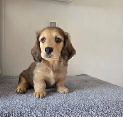Miniature dachshund puppy male from Russia