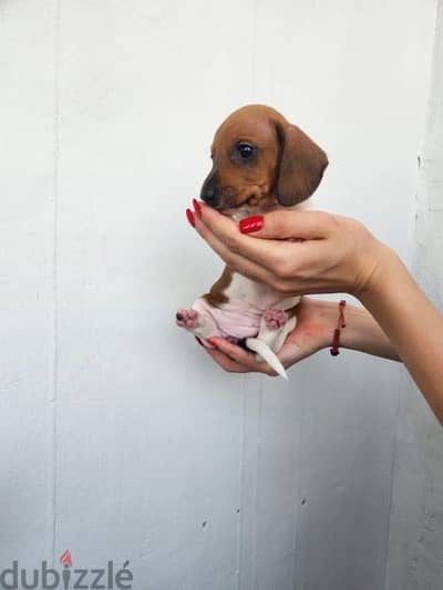 Miniature dachshund puppy female from Russia