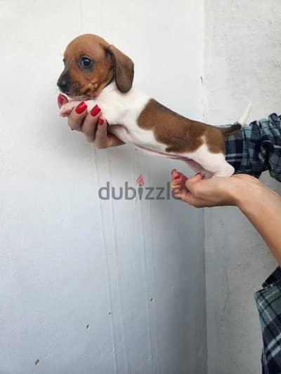 Miniature dachshund puppy female from Russia