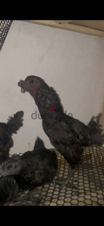 ديك لامبورجيني فراخ