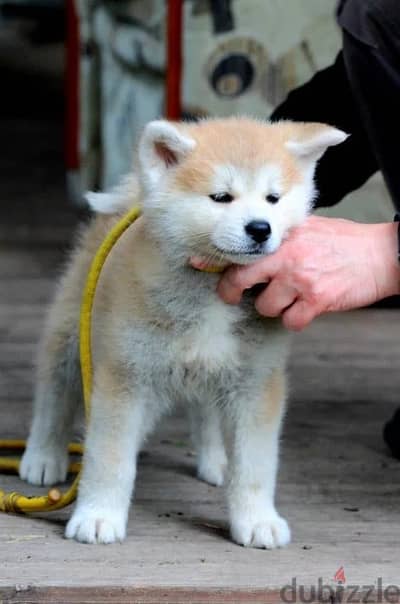 Akita Inu puppy female from Russia