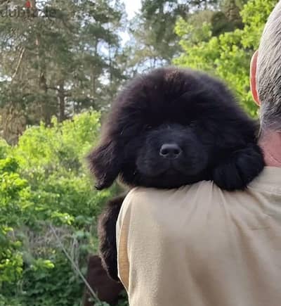 Newfoundland puppy boy from Russia