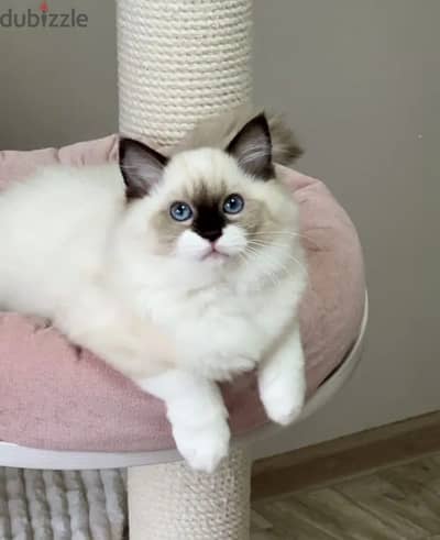 Ragdoll kitten female from Russia
