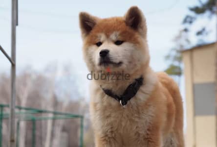 Shiba Inu puppy female from Russia