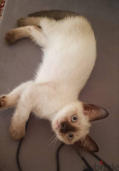 سيامي سيامى  Siamese