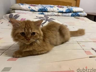 قطه صغيره