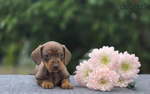 Miniature dachshund puppy female from Russia