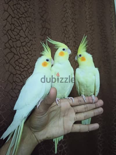 كوكتيل لاتيني