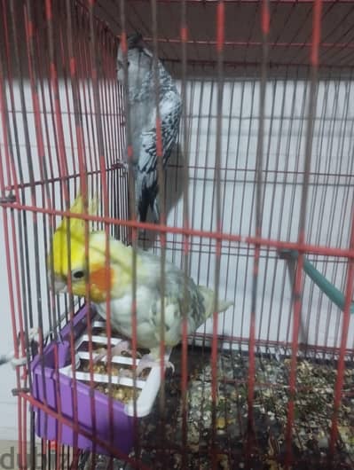 قص كوكتيل دكر مصبع ونتايه ايزابيل فرنساوي اول شغل