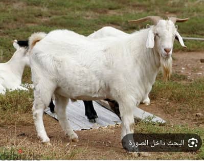 مطلوب  شريك يكون عنده  سطح او بيت قديم  لتجارة الغنم في محيط عين شمس