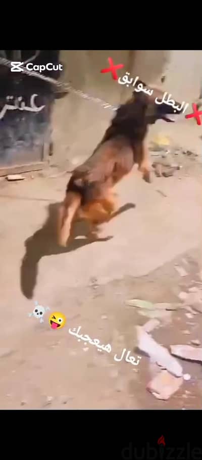 جرو مالينو مشروع بطل
