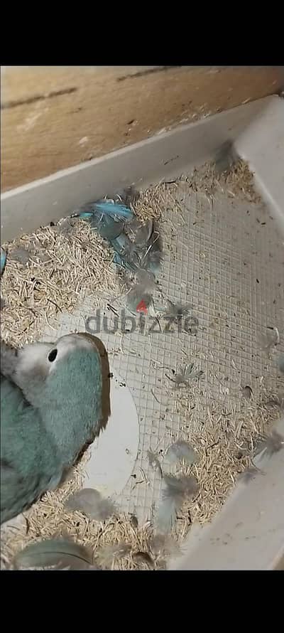 قص روز شغال معاه معاه بيضه