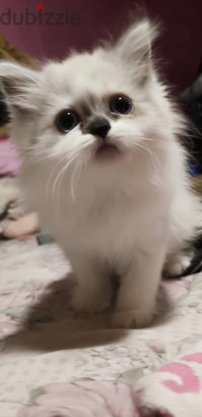 قطط بيور