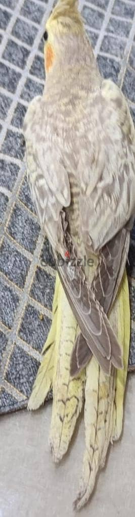 دكر كوكتيل ايزابيل مدرب  عمر ٦ شهور  للبيع او البدل