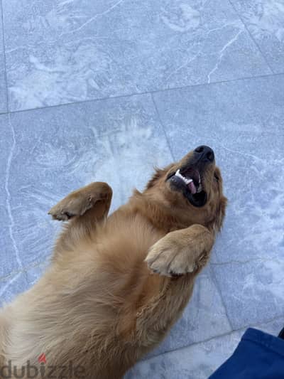 Golden retriever