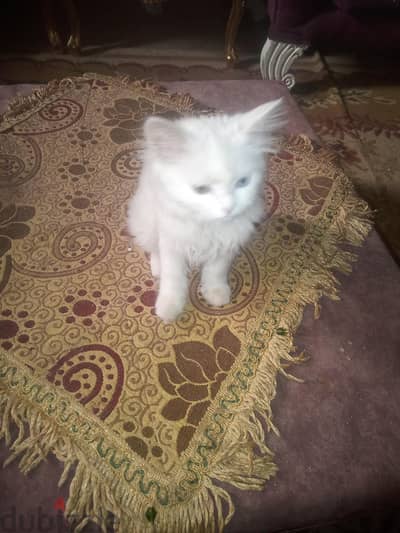 قط شيرازي للبيع