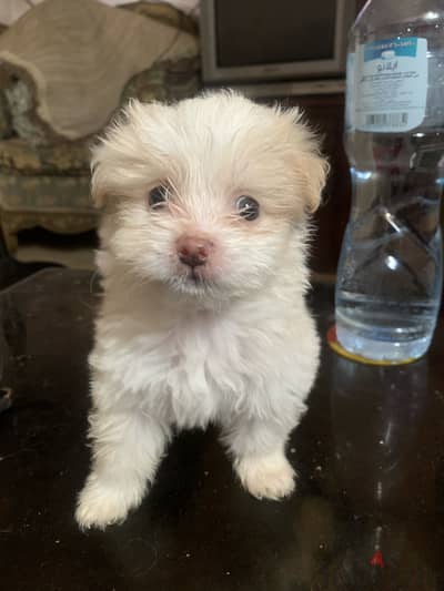 Mini Griffin and Maltese