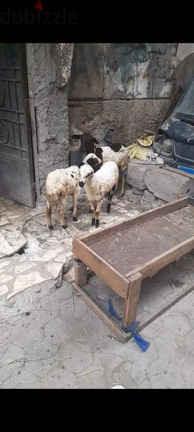 نعجه ولده دكر  ونتايه