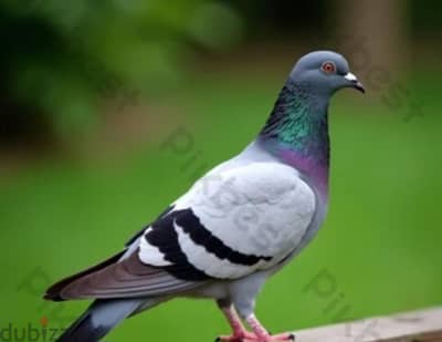 للغاواه