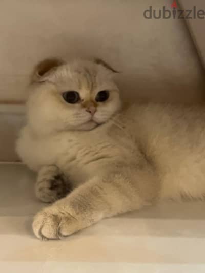 قطه سكوتش دبل فولد ابيض