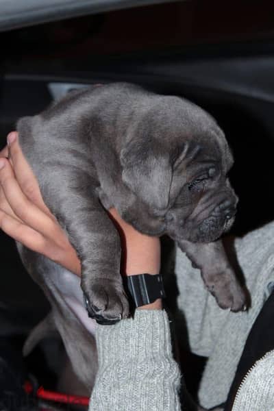 Cane corso puppies كين كورسو