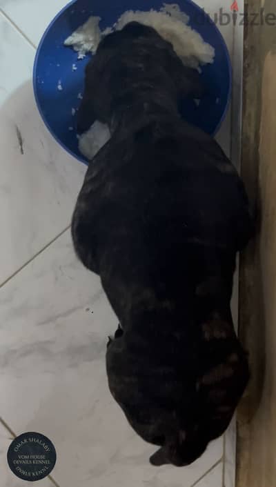 PRESA CANARIO برسيا كناريو