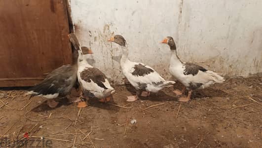 وز وبط وحمام اكل