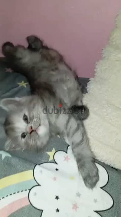 قطط شيرازى مون فيس