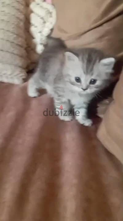 قطط شيرازى مون فيس