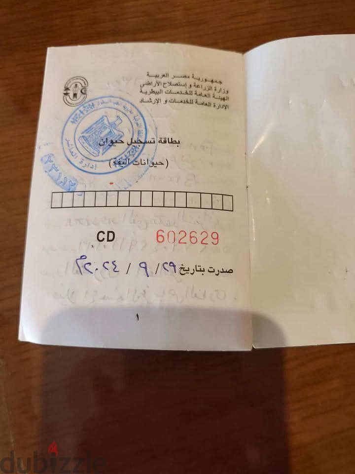 كلبة كوكر 3