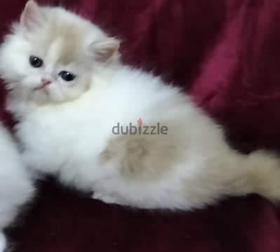 two lovely girl for ready to new home