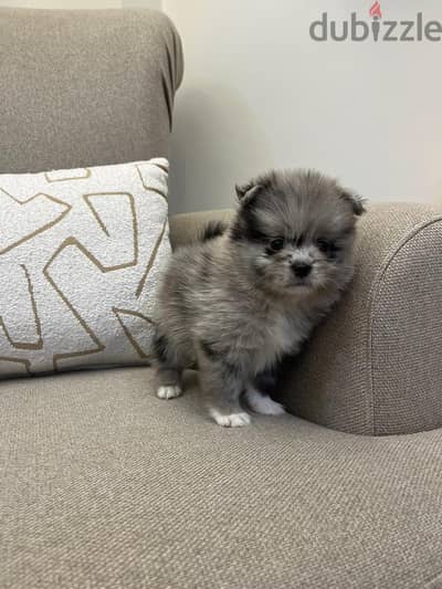 pomeranian  ‏Teacup Pomeranian  ‏Teacup Pomeranian
