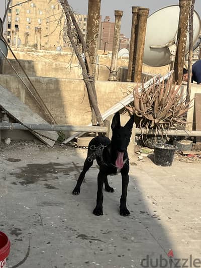 مالينو