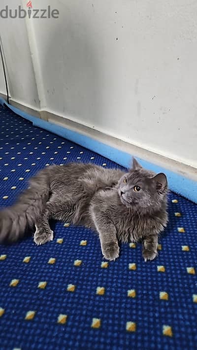 grey cat