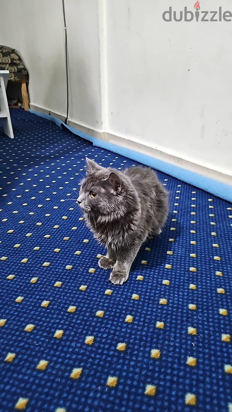 grey cat 1