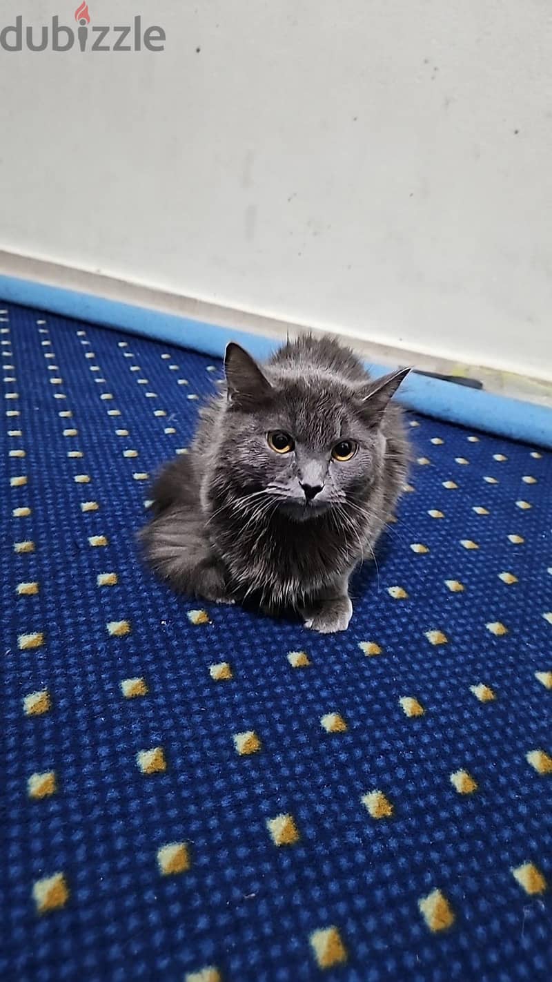 grey cat 2