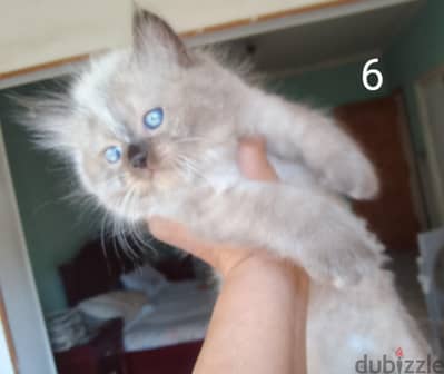 Himalayan Kittens