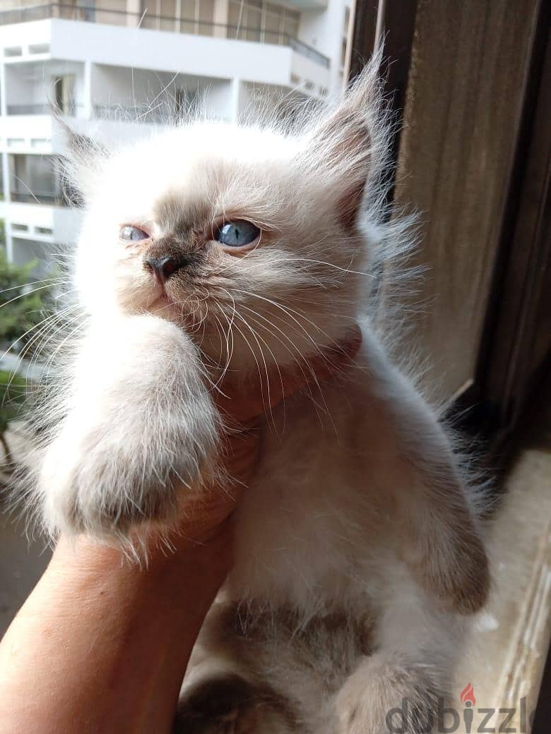 Himalayan Kittens 5