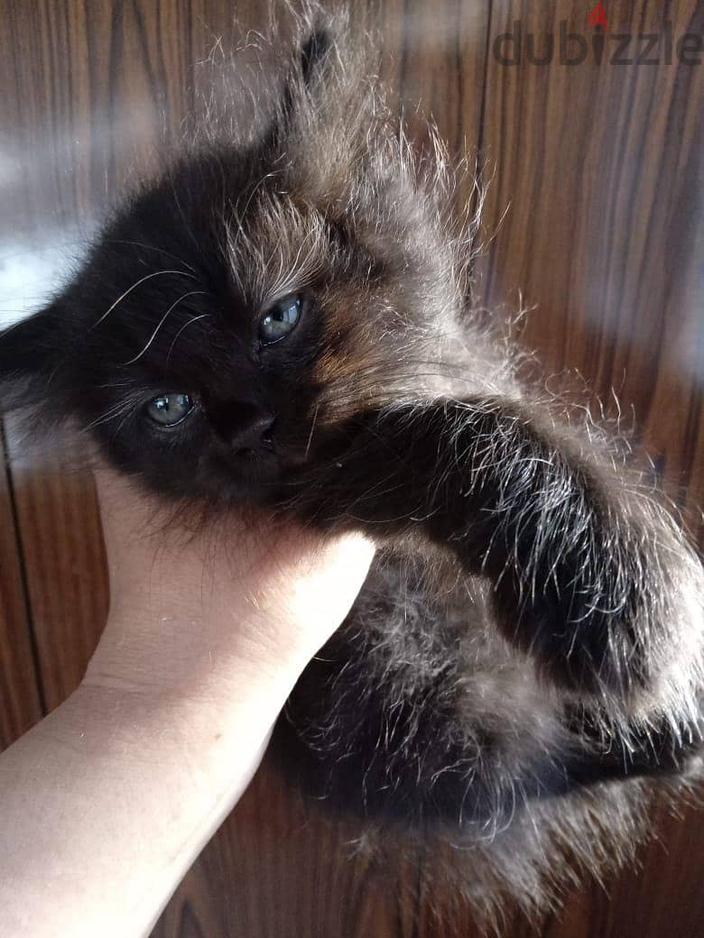 Himalayan Kittens 6