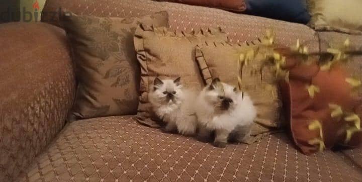 Himalayan Kittens 7