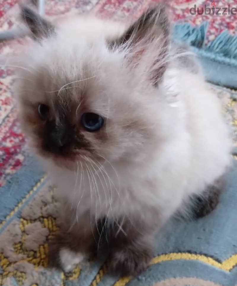 Himalayan Kittens 8